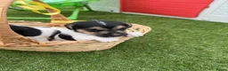 Jack Russell dogs for sale: Jack Russell four lovely boys 💙 for sale - Advert 10