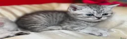 British Shorthair cats for sale: Beautiful silver spotted British shorthair kitten - Advert 4