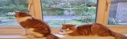 Mixed Breed cats for sale: Long hair ginger and white males  - Advert 3