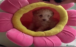 Cavapoo dogs for sale: Miniature poodle x cavapoo  - Image 1