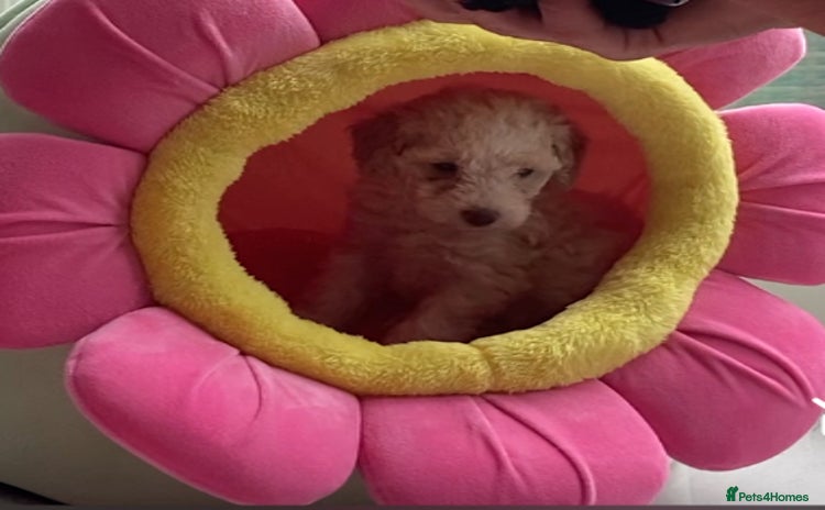 Cavapoo dogs - Advert 1