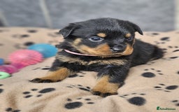 Rottweiler dogs for sale: Stunning Rottweiler puppy’s  - Image 8