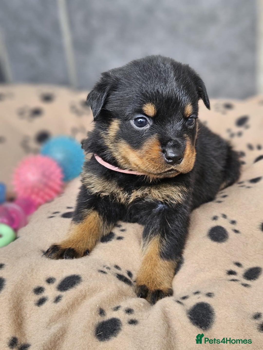 Rottweiler dogs for sale: Stunning Rottweiler puppy’s  - Image 8