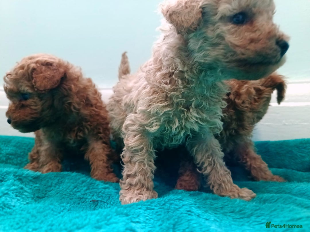 Toy Poodle dogs for sale: toy poodles from k.c.registered DNA tested parents - Image 15