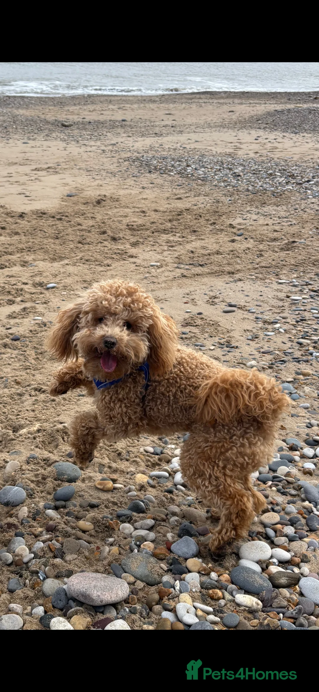 Toy Poodle dogs for sale: Toy Poodle Male  - Advert 2