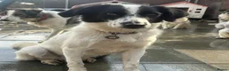 Mixed Breed dogs for adoption: Lilly -Milton Keynes  in Milton Keynes - Advert 14