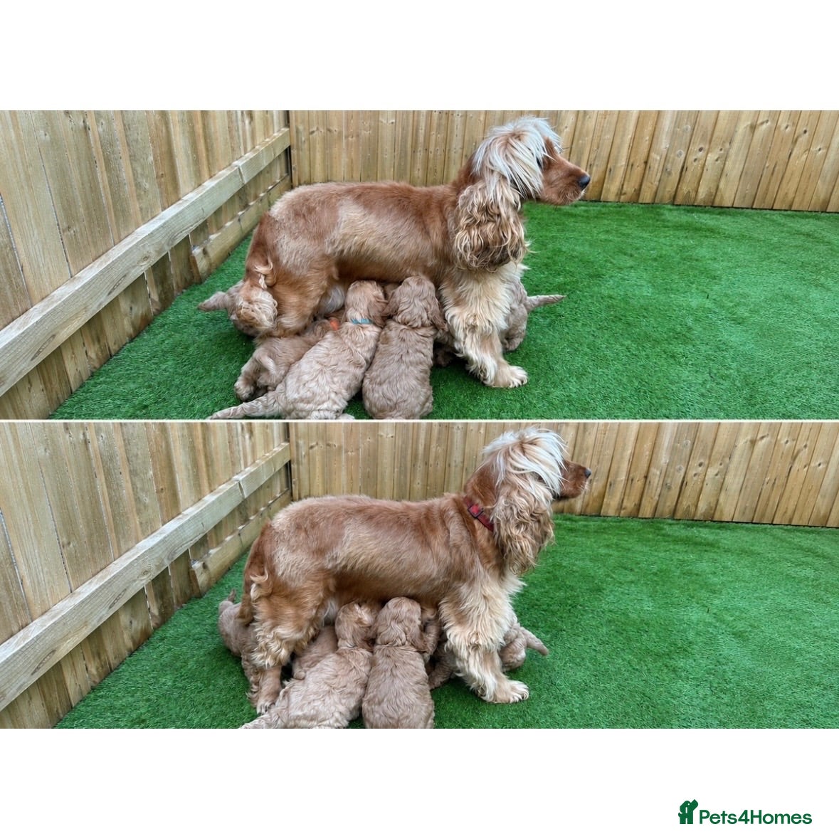 Cockapoo dogs F1 Cockapoo Puppy’s  - Advert 1