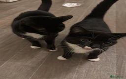 American Shorthair cats for sale: Divine Blessings in the shape of kittens - Image 8
