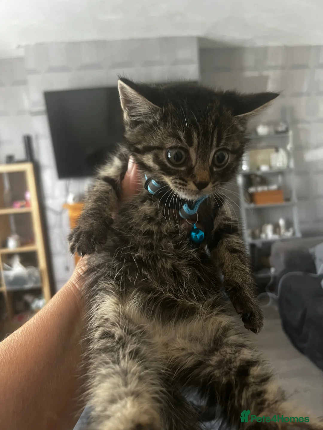 Mixed Breed cats for sale: 1/2 British blue kittens - Advert 2