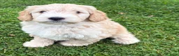 Cockapoo dogs for sale: F1 Cockapoo in Auchterarder - Advert 8