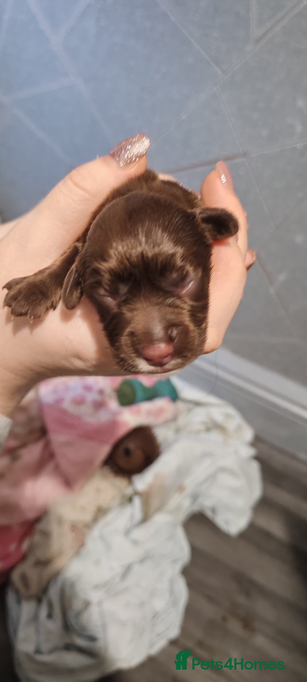 Sprocker dogs for sale: Beautiful sprocker puppies - Image 11