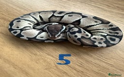 Python Snake reptiles for sale: Ball pythons - Advert 5