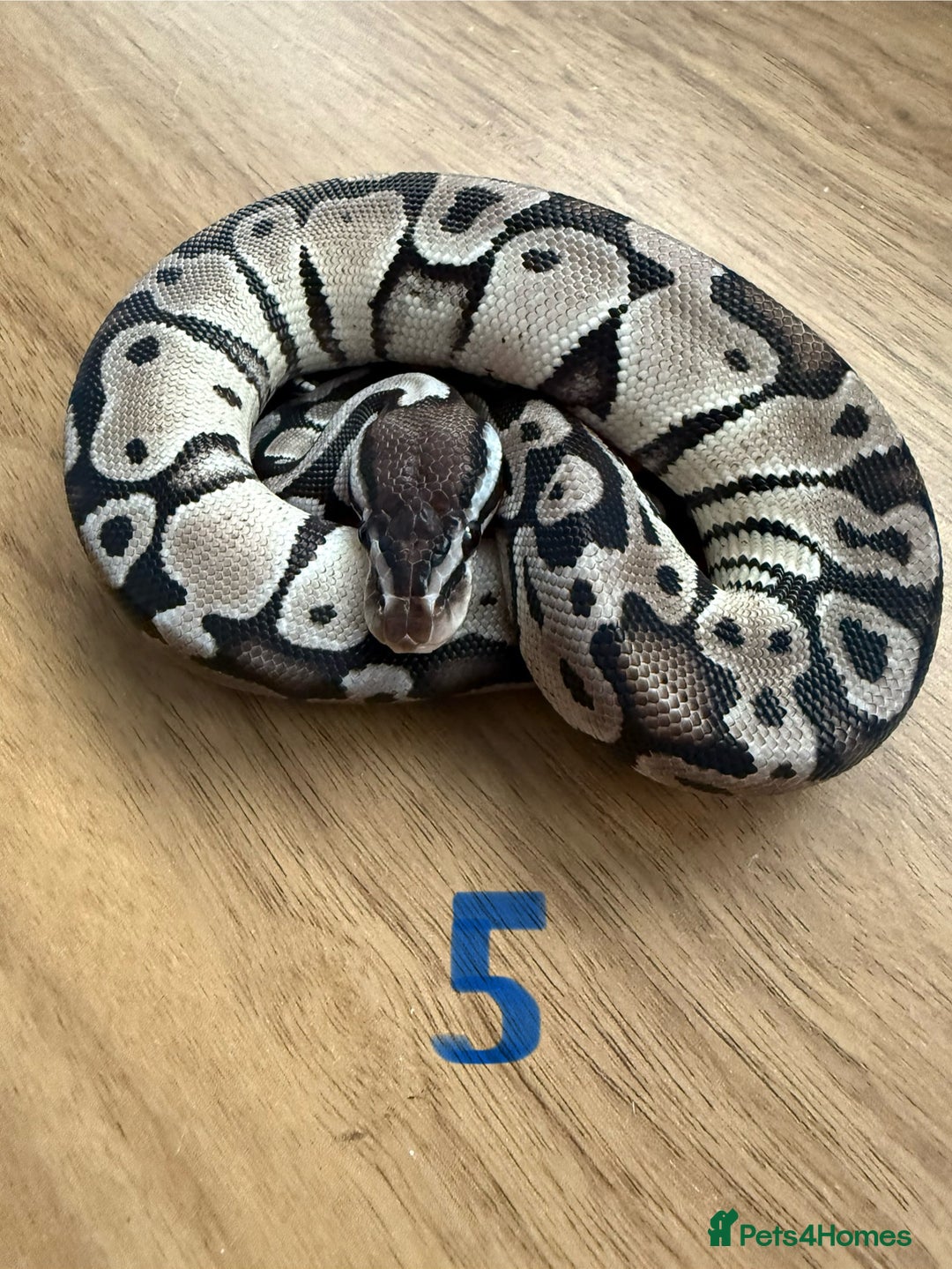 Python Snake reptiles for sale: Ball pythons - Advert 5