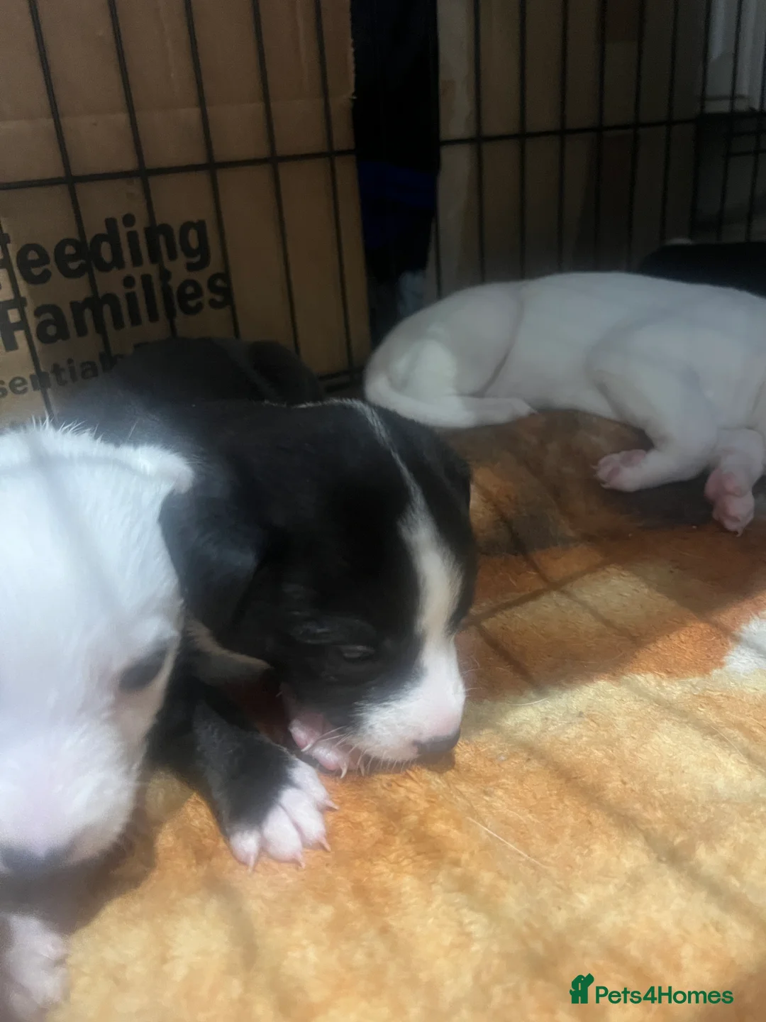 Mixed Breed dogs for sale: Adorable 13-Week-Old Female Puppies Ready For Home - Advert 7