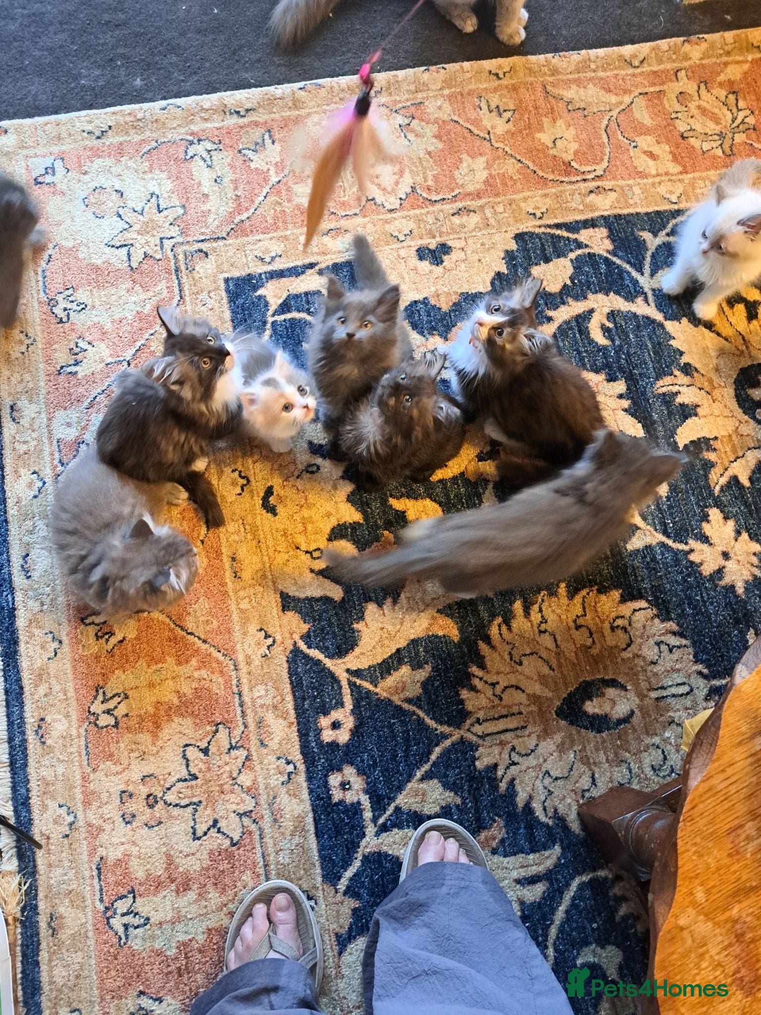 Norwegian Forest Cat cats 6 adorable NFC/maincoon kittens. - Advert 2