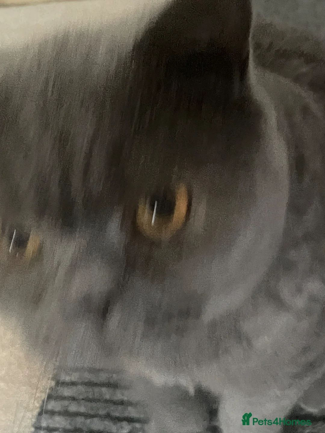 British Shorthair cats for sale: Blue British short hair  in Warwick - Advert 2