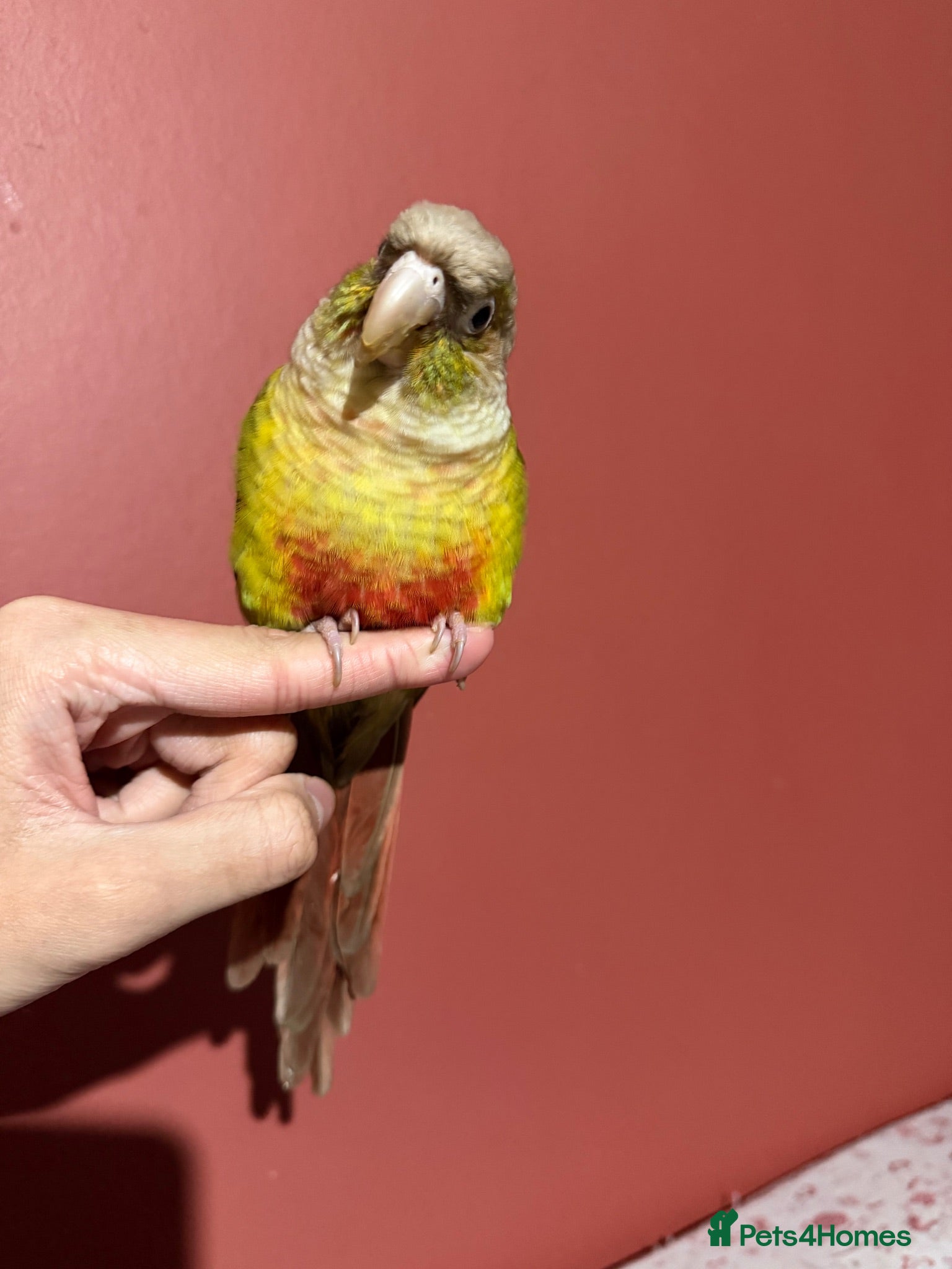 Conures birds Conure Looking for a Loving Forever Home - Advert 1