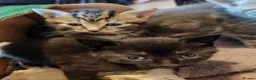 Mixed Breed cats for sale: Beautiful litter of kittens - Advert 7