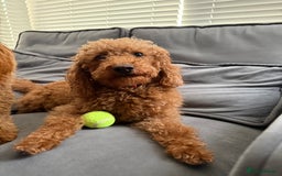 Labradoodle dogs for sale: Stunning F1bb miniature labradoodle puppies - Image 9