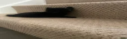 Mixed Breed cats for sale: Beautiful characterful kittens for sale. - Advert 12