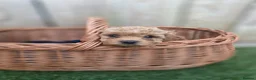 Cockapoo dogs for sale: GORGEOUS AMERICAN COCKAPOO PUPPIES FOR SALE 🐾 - Advert 6