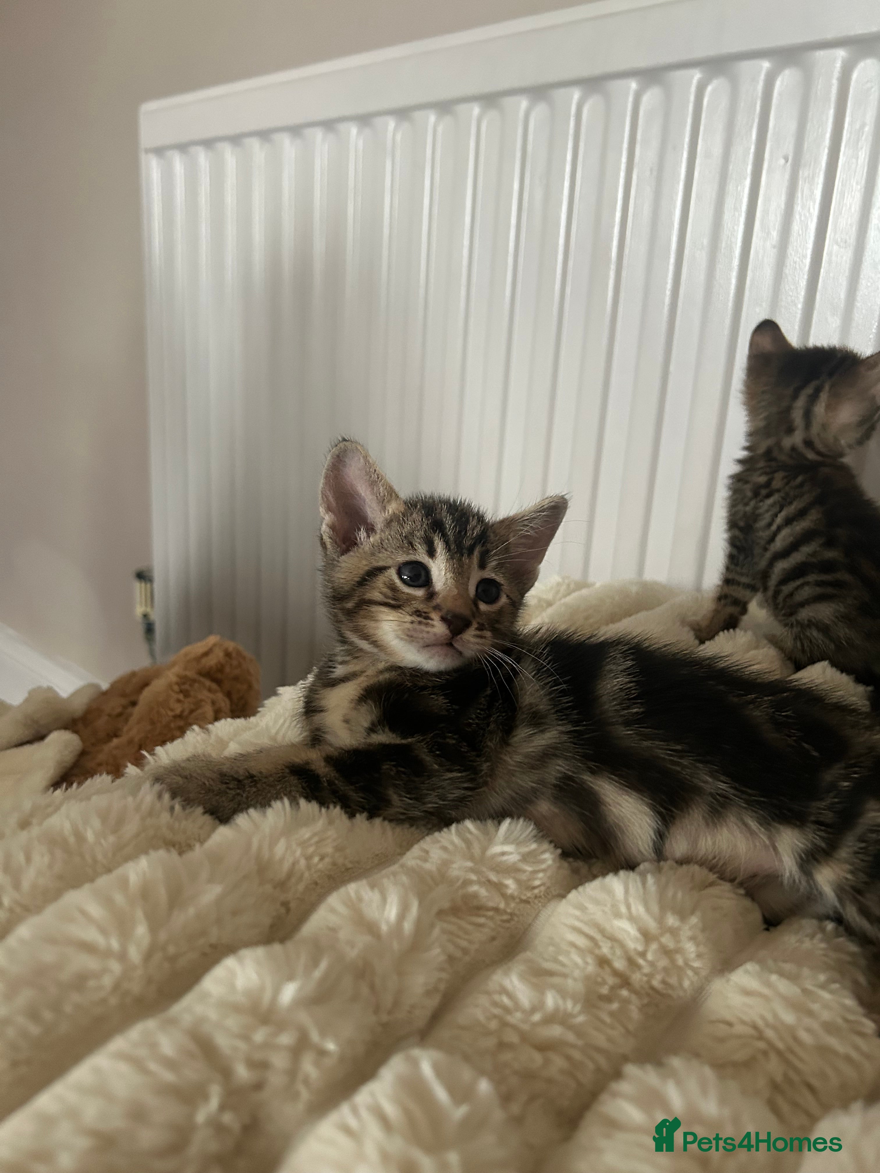 Mixed Breed cats Oriental cross kittens  - Advert 1