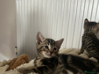 Mixed Breed cats Oriental cross kittens - Advert 1