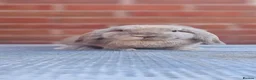 Mini Lop rabbits for sale: Mini Lops For Sale  - Advert 2