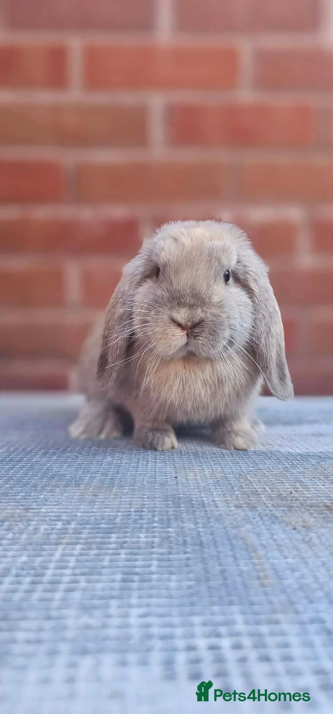 Mini Lop rabbits for sale: Mini Lops For Sale  - Advert 2