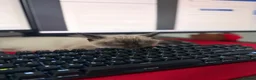 Ragdoll cats for sale: Ragdoll 4 months kitten  - Advert 5