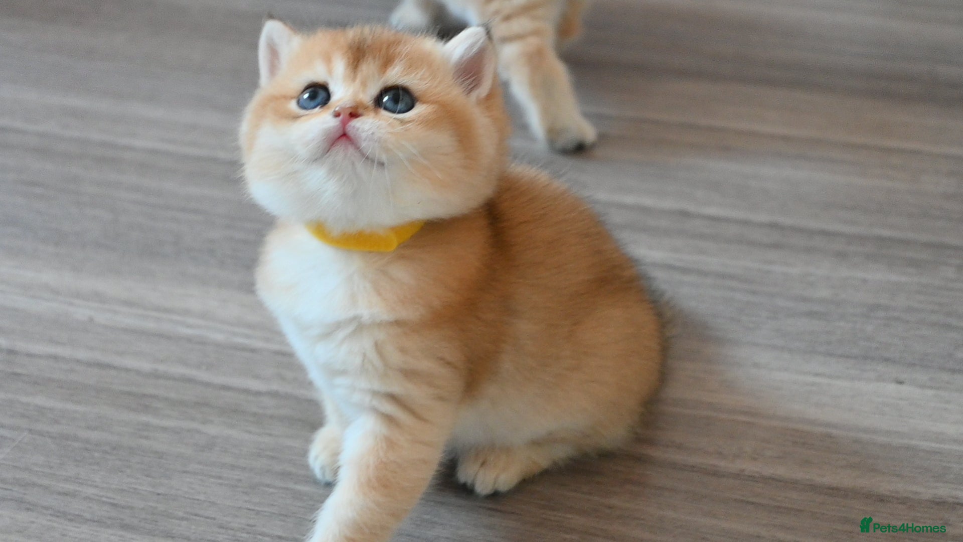British Shorthair cats Exception quality,Champion bloodlines GCCF/TICA🏆 - Advert 2
