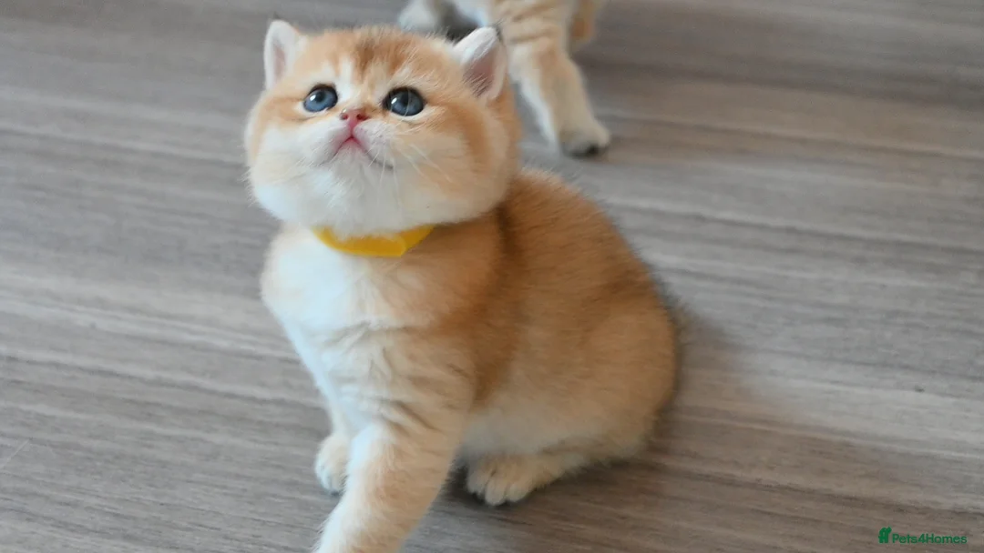 British Shorthair cats for sale: Exception quality,Champion bloodlines GCCF/TICA🏆 - Advert 2