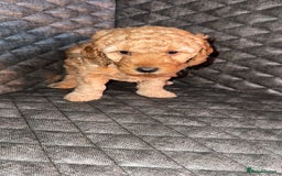 Cockapoo dogs for sale: 6 cockapoo F1 puppies seeking their forever homes - Advert 14