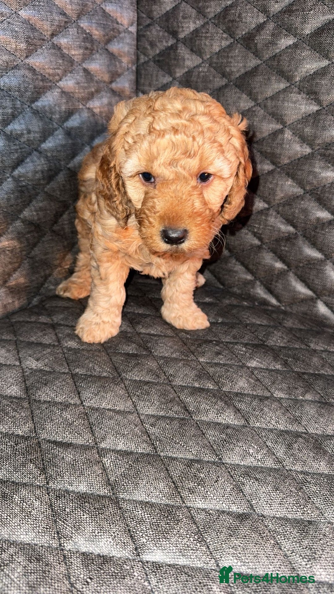 Cockapoo dogs for sale: 6 cockapoo F1 puppies seeking their forever homes - Advert 14