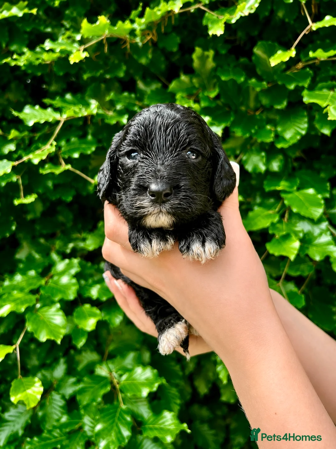 Sproodle dogs for sale: Stunning F1 Sproodles  - Advert 37