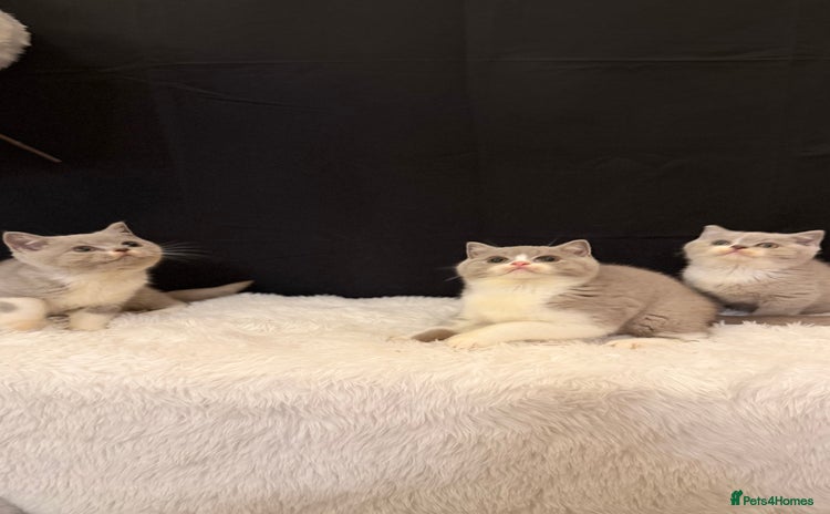 British Shorthair cats - Advert 13