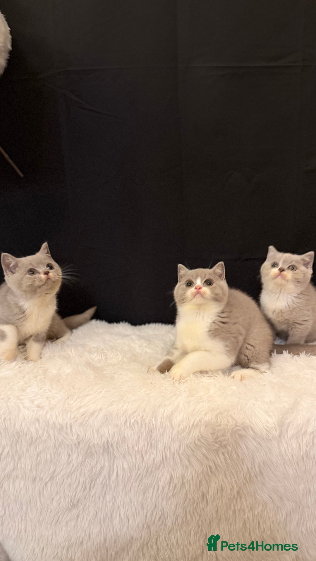 British Shorthair cats for sale: 💗 Gorgeous Full Pedigree BSH Trusted Breeder 💗 - Advert 15