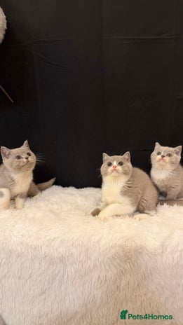 British Shorthair cats - Advert 13