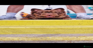 French Bulldog dogs in South Ockendon - Advert 11