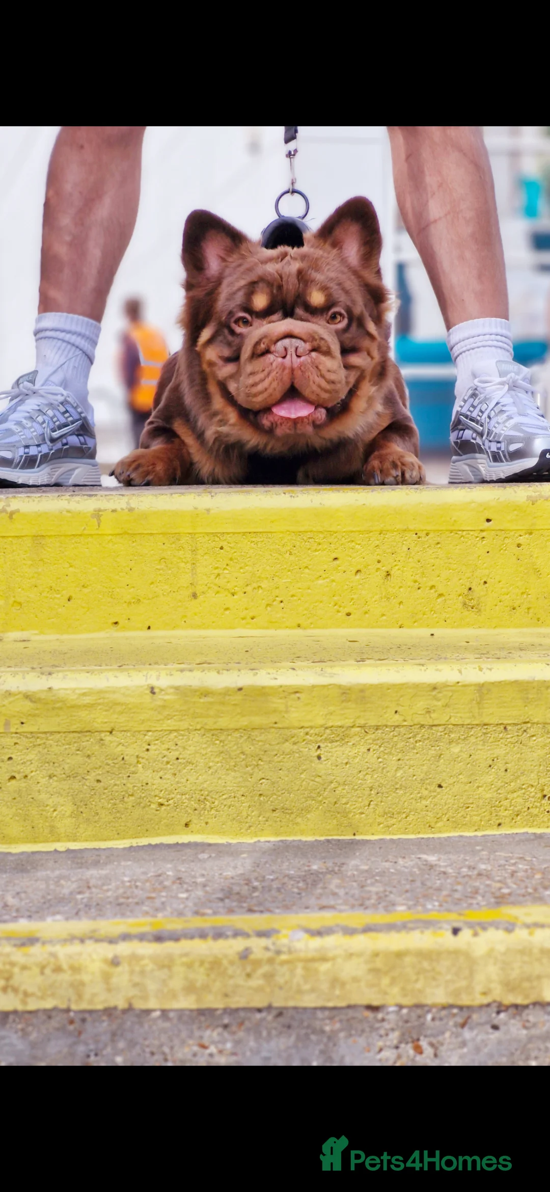 French Bulldog dogs for stud: Fluffy Rojo & Cherry Tan Big** STUD From £500 in South Ockendon - Advert 7