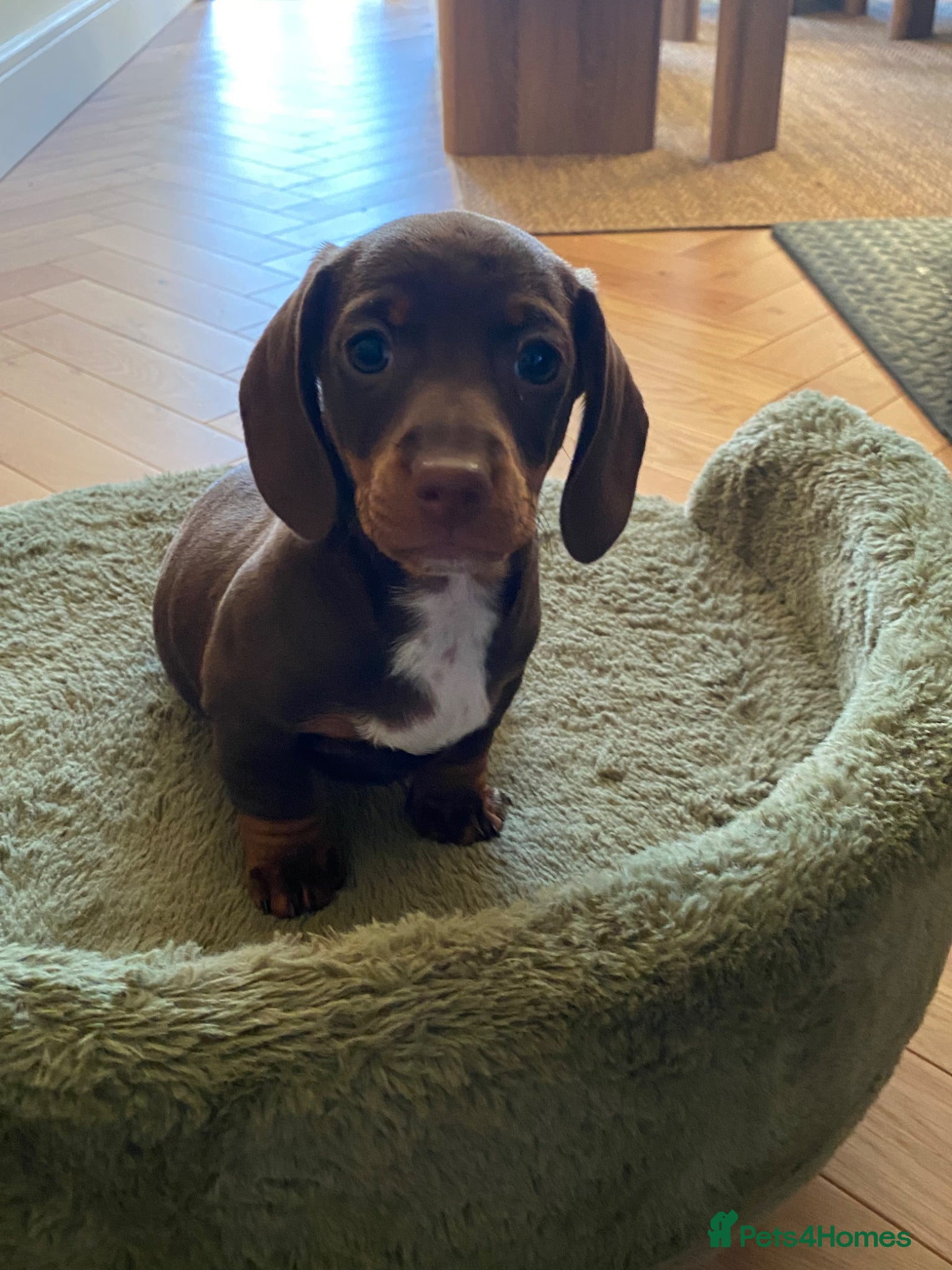 Miniature Dachshund dogs ready to leave beautiful litter of mini dachshunds - Advert 2