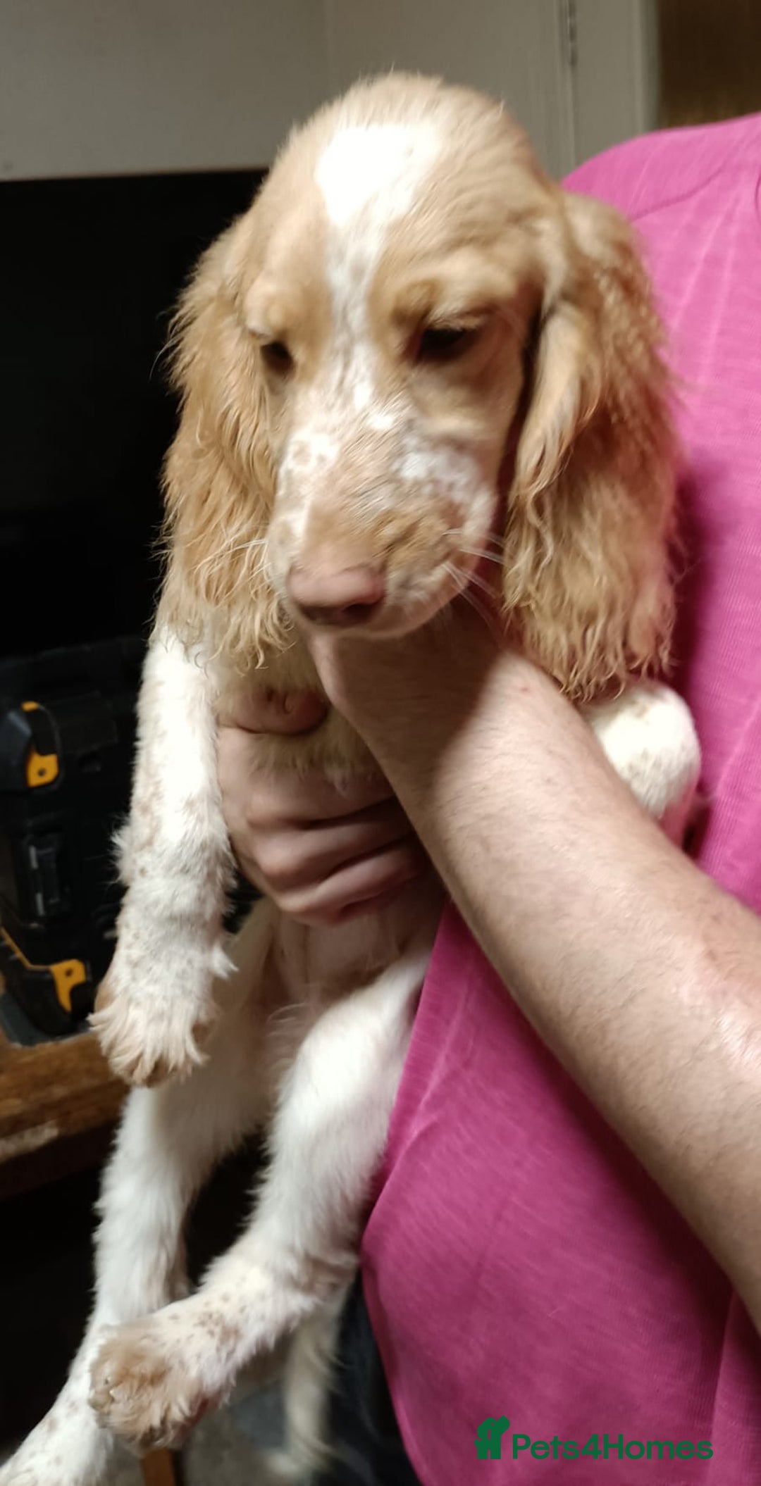 Cockapoo dogs for sale: Cockapoo F1B - Advert 3