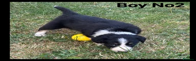 Border Collie 