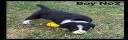 Mixed Breed dogs for sale: 5 Border collie  pups  - Advert 8