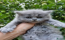 British Longhair cats for sale: British Longhair males available for reservation! - Image 5
