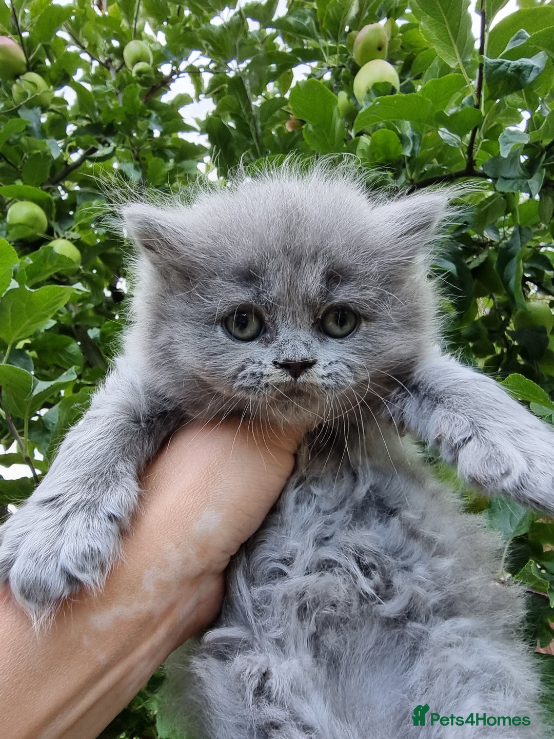 British Longhair cats for sale: British Longhair males available for reservation! - Image 5