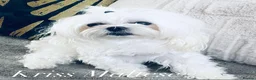 Maltese dogs for stud: 🌟Stunning KC Reg Korean Maltese boy for STUD - Advert 3