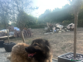 Caucasian Shepherd Dog dogs - Advert 1