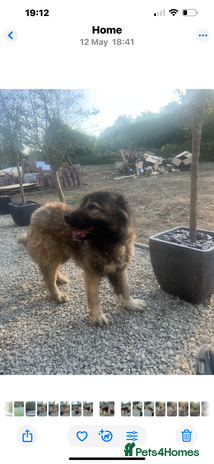 Caucasian Shepherd Dog dogs - Advert 2