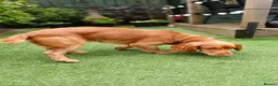 Cocker Spaniel dogs for stud: KC registered Working Cocker Spaniel. in Consett - Advert 9